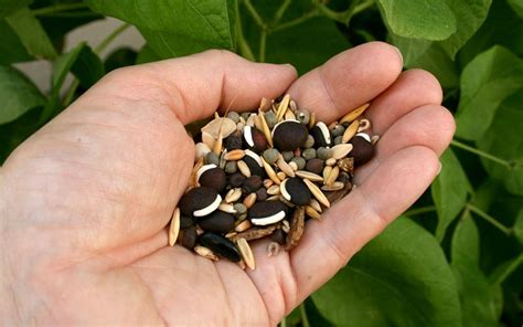 How To Save Seeds