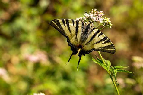 Iphiclides Podalirius Le Flamb Bernard Vassel Flickr