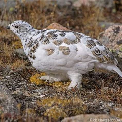 What is white-tailed ptarmigan? - DIY Seattle