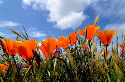 ca flower photograph  duane middlebusher fine art america