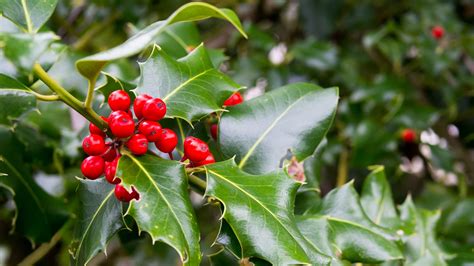 how to keep snakes out of your yard 3