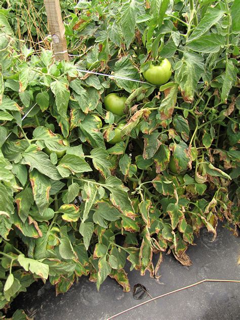 Bacterial Canker Of Tomato Vegetable Pathology Long Island