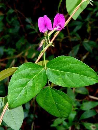 Cologania Grandiflora