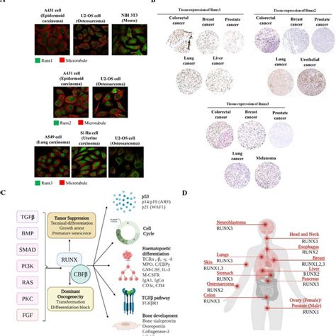 Expression And Summarized Molecular Mechanisms Of Runx Isoforms In