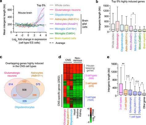 Highly Induced Genes In Neural Supporting Glial Cells Have Extended