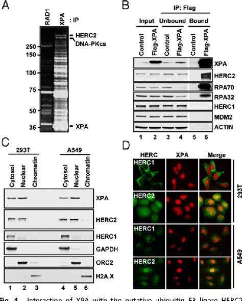 Figure 4 From Circadian Control Of XPA And Excision Repair Of Cisplatin