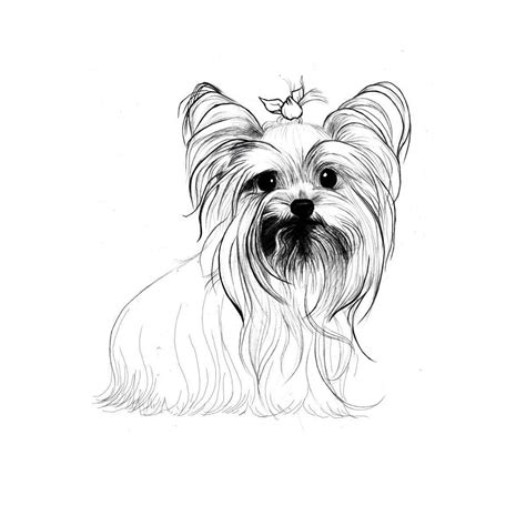 yorkshire terrier coloring pages