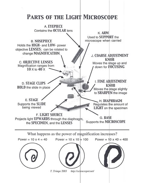 Worksheet Parts Of A Microscope