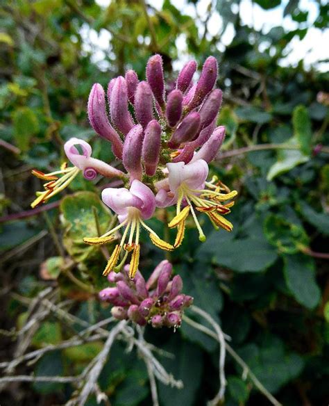 Pink Honeysuckle Lonicera Hispidula In The Honeysuckles Database