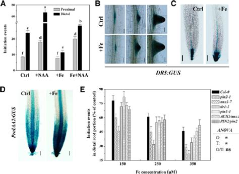 Effect Of Excess Fe On Auxin Response Dr5 Gus And Proiaa2 Gus