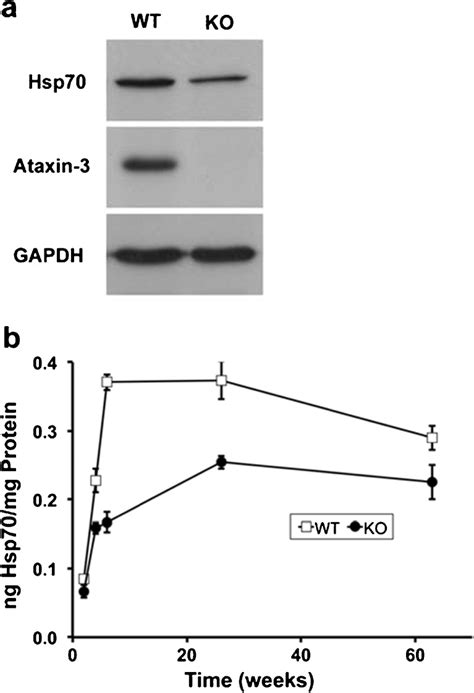 Basal Level Of Hsp Is Decreased In Atxn Ko Brain A Western Blot Of