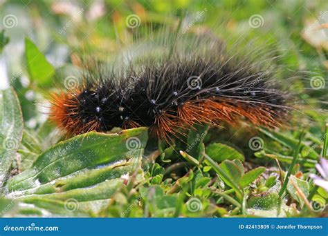 Garden Tiger Moth Caterpillar Stock Image - Image of habitat, brown ...