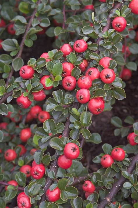 Cranberry Cotoneaster Flowering Shrubs Cotoneaster Plant Catalogs