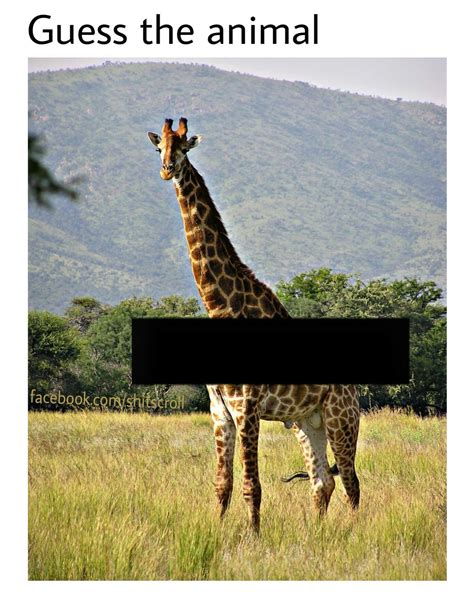 Im guessing its a whale, you can clearly see whale stuff : r/funny