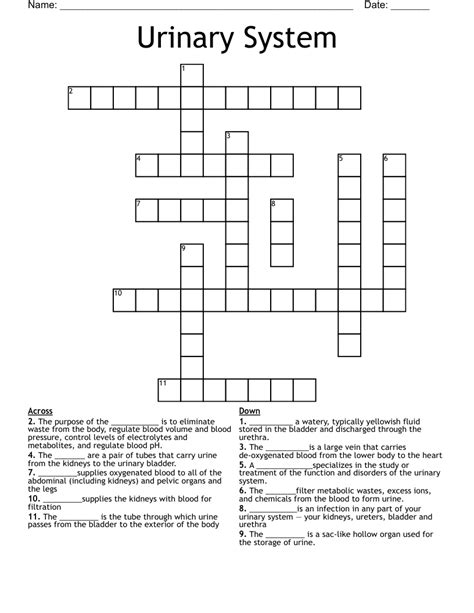 Urinary System Crossword Puzzle Answers