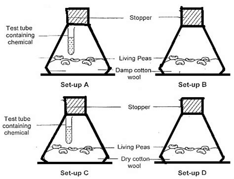 Sam Was Given The Following Setups To Find Out Oxygen Is Required For