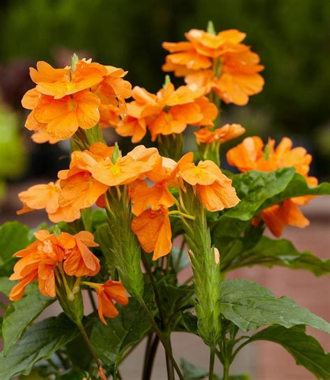 How To Plant And Grow Crossandra