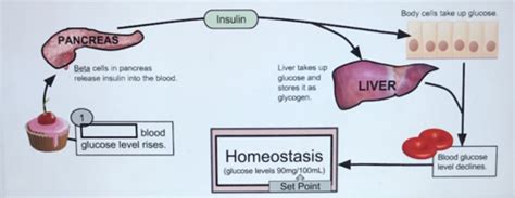 chapter 1: Anatomy and Physiology Flashcards | Quizlet