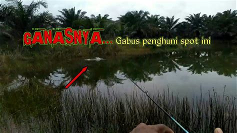 SADIS SAMBARANNYA MENGEJUTKAN CASTING IKAN GABUS Di Perkebunan