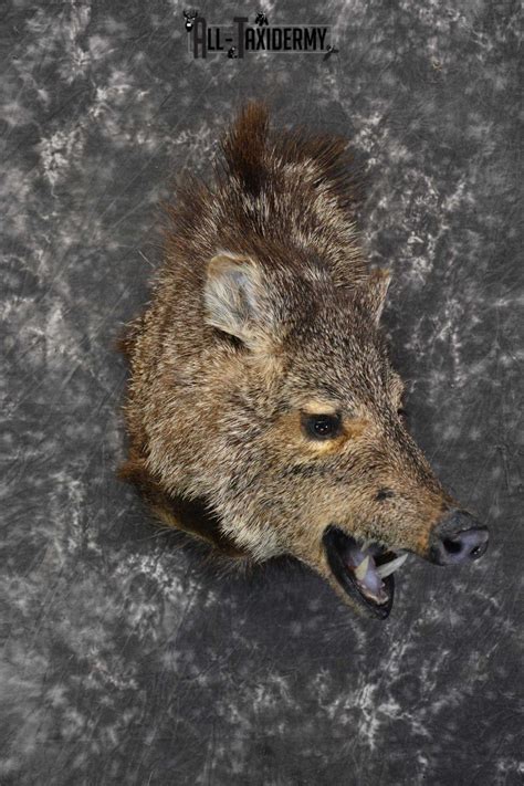 Javelina Taxidermy Shoulder Mount Sku 1862 All Taxidermy