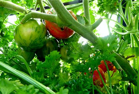 Hidden Tomatoes | Magic Garden