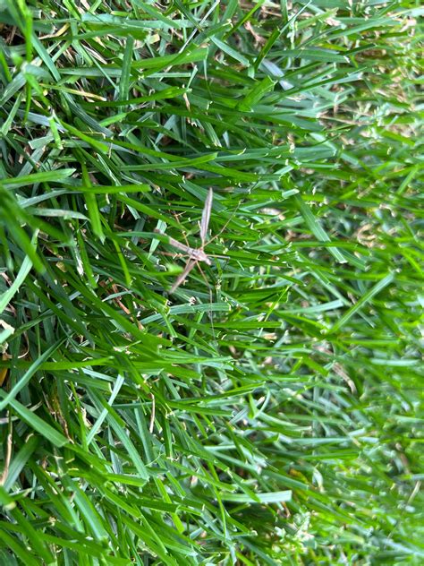 Crane Fly Infestation : r/lawncare