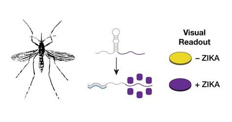 Adapting Toehold Switches To Detect Zika Virus