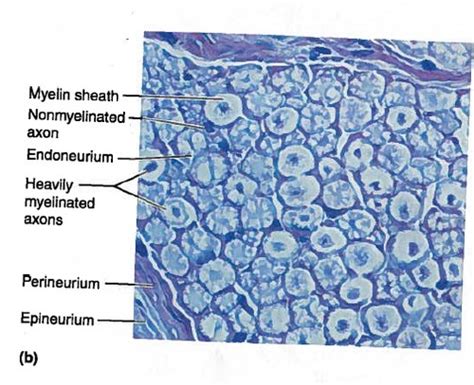 Nervous System Histology Practicum Flashcards Quizlet