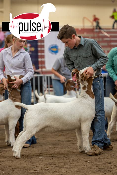 National Boer Goat Show | Commercial Does – Division II | The Pulse