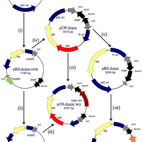 Summary Of Cloning Steps In Construction Of Δopa Plasmids A General