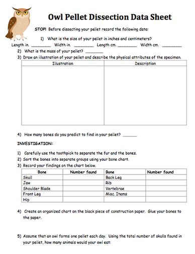 Owl Pellet Dissection Worksheet - Ivuyteq