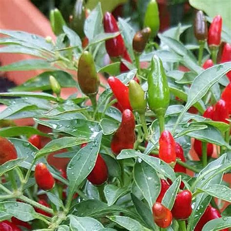 JC Garden K52 Vegetable Seed Red Hot Chili Chili Padi Biji Benih