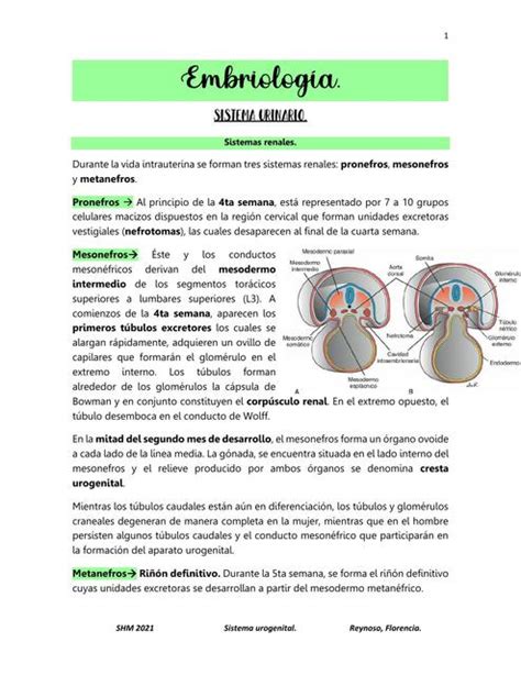 Sistema Urinario Embriología Las Flores uDocz