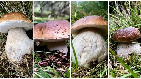 BELLISSIMI FUNGHI PORCINI SULLE ALPI LEPONTINE Settembre 2022 YouTube