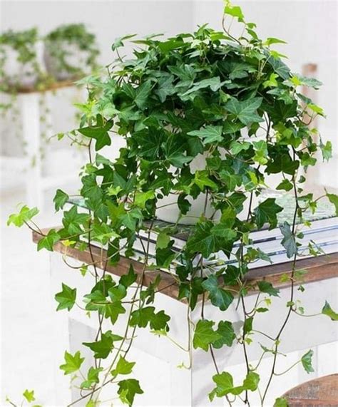 11 Amazing English Ivy Benefits and Facts | Balcony Garden Web