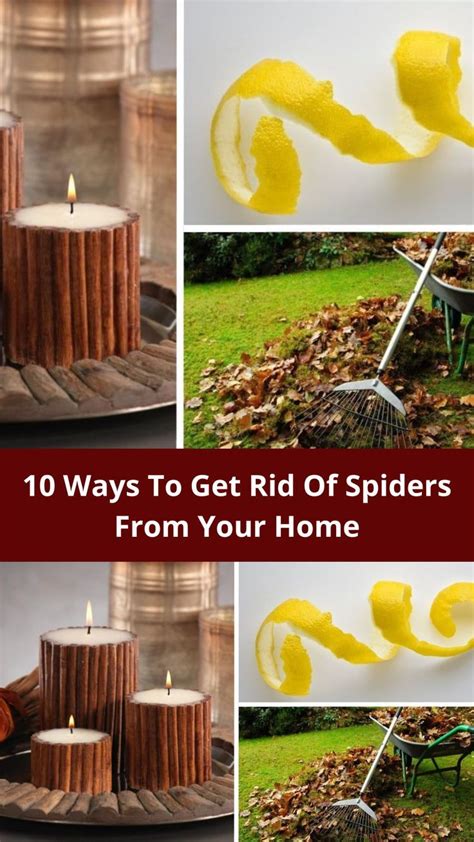 Keep Spiders Away Get Rid Of Spiders Large Spiders Living Room Style