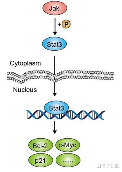 经典信号通路总结——jak Stat信号通路 知乎