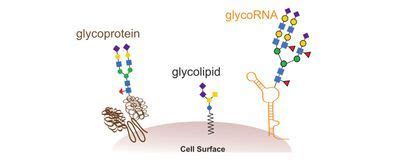 Newly Discovered Glycosylated RNA Is All Over Cells Study The