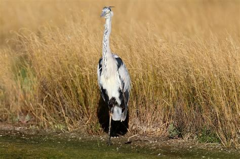 Premium Photo | Grey heron on natural habitat