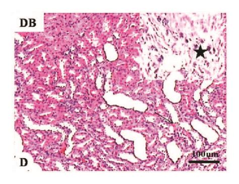 Histology Of Renal Tissue Normal Histological Characteristics Of