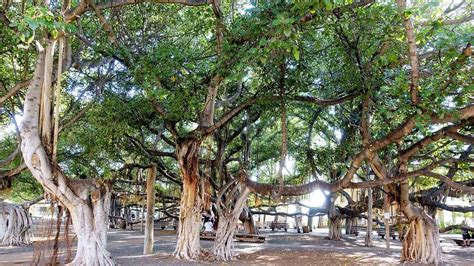 Lahaina: How did the fire in Maui start? Potential Lahaina Banyan tree ...