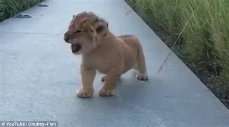 Lion cub practised his roar for tourists in video | Daily Mail Online