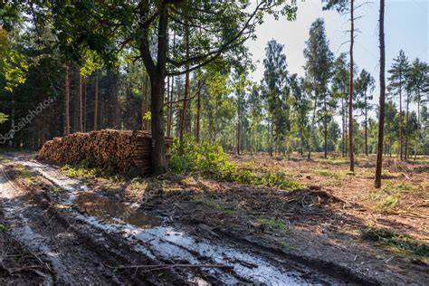 Bosque De Con Feras En El Que Los Rboles Secos Est N Infestados De