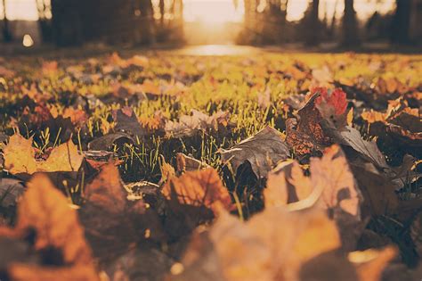 Autumn Photography: 5 Tips for Capturing the Best Photos of Fall - NYFA