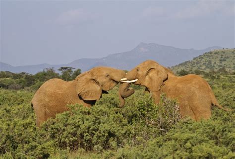 Elephants-Serengeti | Wildlife, Elephant, Animals