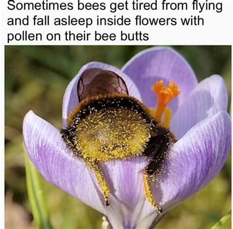 😂😂😂 Bee Cute Bee I Love Bees