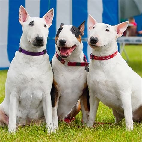 Miniature Bull Terrier Puppies For Adoption L2sanpiero