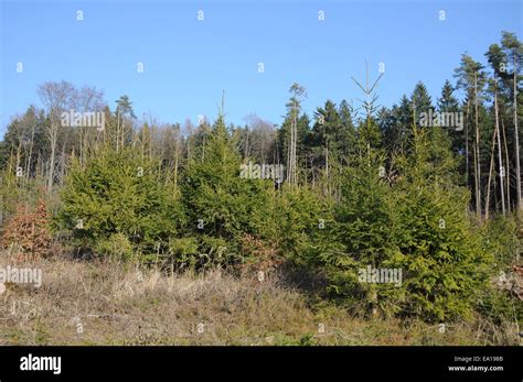 Norway Spruce Picea Abies Seedling High Resolution Stock Photography