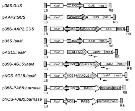 Schematic Representation Of The T Dna Regions Of Transformation Vectors