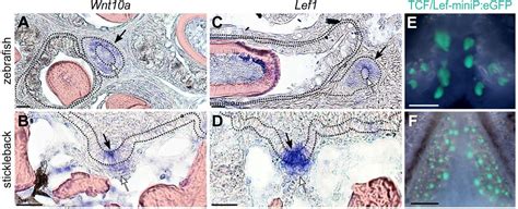 24+ hair follicle histology - MorvenTilda